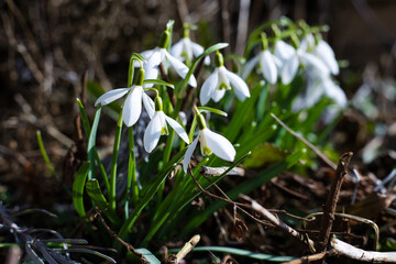 Schneeglöckchen im Frühling