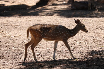 Beautiful chital Deer in Indian Zoo.J