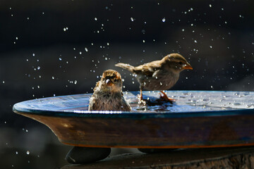 Two female Spanish sparrows taking a bath in a ceramic bowl. Lanzarote, Canary Islands, Spain.