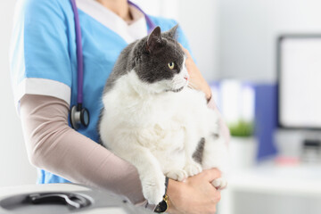 Veterinarian hold cat, female taking care of pets, professional vet doctor