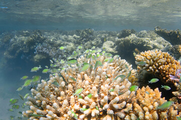 School of green chromis fishes on the coral reef underwater