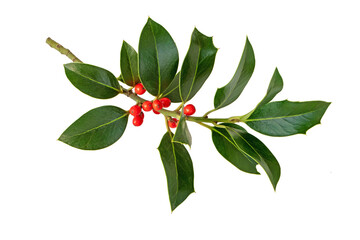 Christmas holly branch with leaves and berries isolated on white