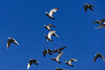 A group of flying rock doves in Lanzarote, Canary Islands, Spain.