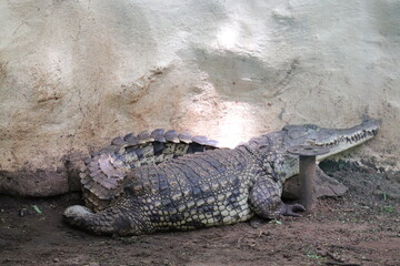 Big crocodile sits for comfort at Chennai Zoo