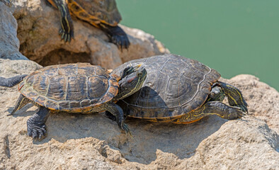 red-eared turtles basking in the sun