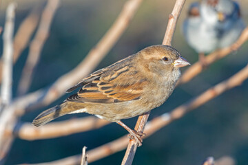 portrait of a little beautiful sparrow