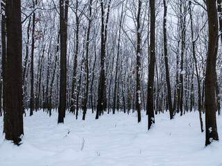 zima w lesie - obrazy, fototapety, plakaty