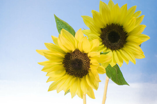 A bright and energetic image of sunflower flowers taken indoors 