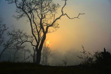 Foggy forest sunrise