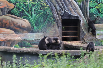 Colobines at the zoo.