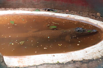 Crocodile in a puddle at a Indian zoo.