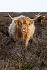 Highland cattle on a hiking path in Yorkshire England