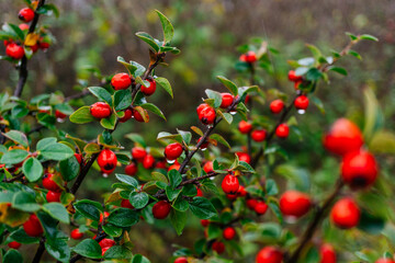 Cotoneaster spp. Foliage While Raining in Ireland