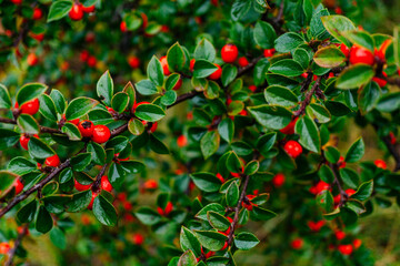 Cotoneaster spp. Foliage While Raining in Ireland