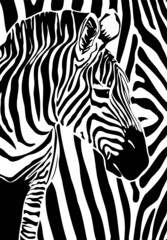 Fototapeta na wymiar vector graphic black and white illustration of zebra head isolated on white background. white and black stripes of African zebra. useful for logos, advertising of zoos, reserves, wildlife protection.