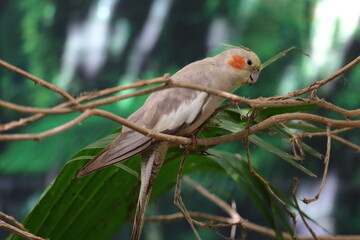 Cute types of Cockatiel bird at the zoo