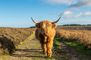 Highland cattle with wooly coat looking at camera at a meadow in Yorkshire England