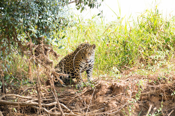 Jaguar from Pantanal, Brazil