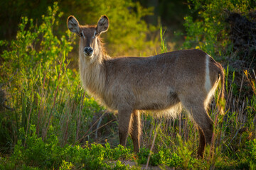 Waterbuck (Kobus ellipsiprymnus). Mpumalanga female. South Africa.