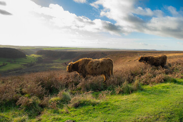 Highland cattle over a valley at a meadow in Yorkshire England