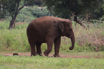 Fototapeta na wymiar Elephant blocked with shackles in Chennai