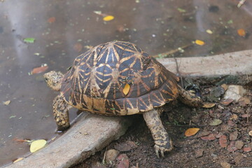 Endangered Indian star turtles at zoo