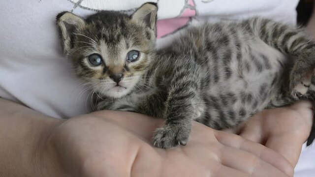 Kitten baby resting on humans palm