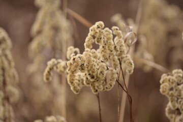 Goldenrod dried flowers on autumn wild meadow, autumn background with space for text, solidago wild plant beauty, horizontal.