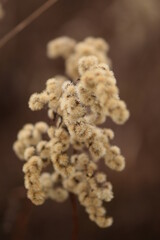 Goldenrod dry flowers closeup, autumn colors, beauty of autumn nature.
