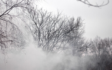 Fog or smoke. tree without leaves. Winter tree in the field. Cold season.	