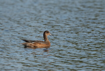 Common Teal swimming at Asker marsh, Bahrain