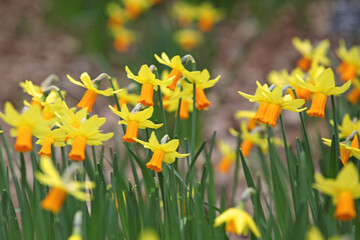 Obraz premium Pretty yellow and orange 'Narcissus' daffodil 'Jetfire' in flower