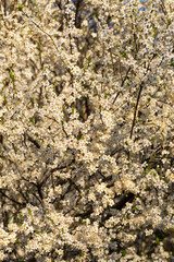 Floral background of blooming fruit trees forming a pattern
