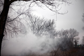 Fog or smoke. tree without leaves. Winter tree in the field. Cold season.	