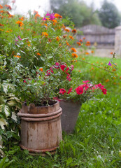 Fototapeta na wymiar Petunia, marigold and other plants in the garden