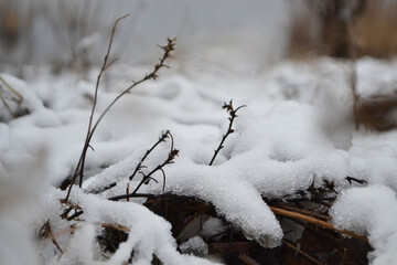 snow covered branches