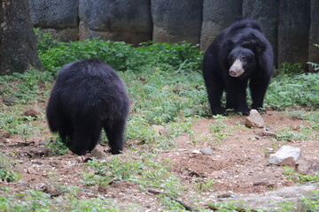 Fototapeta premium Indian Mother and Baby Black Bear's view at a zoo in Cennai.