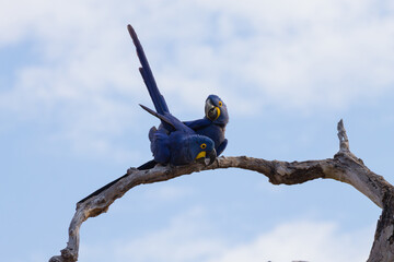 Couple of Hyacinth macaw, Brazilian wildlife