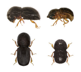 Black twig borer, black coffee borer, black coffee twig borer or tea stem borer, Xylosandrus compactus (Coleoptera: Curculionidae). Female and male. Dorsal and lateral view. Isolated on a white