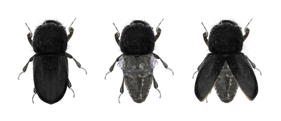 Asian Ambrosia beetle, Euwallacea fornicatus (Coleoptera: Curculionidae). Adult beetle. Male with rudimentary undeveloped wings. Dorsal view. Isolated on a white background
