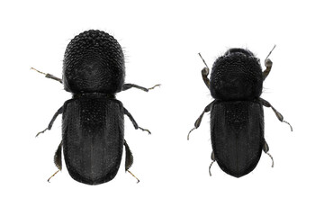 Asian Ambrosia beetle, Euwallacea fornicatus (Coleoptera: Curculionidae). Adult beetles. Female and male. Dorsal view. Isolated on a white background