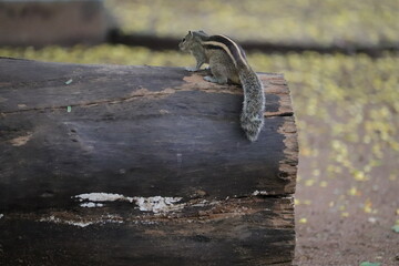 Its taken at arignar anna zoological park in chennai, its a very beautiful animal.