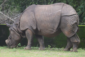 Fototapeta premium large Black rhinoceros is staying on a zoo.