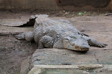 large Crocodile at a zoo in South India.