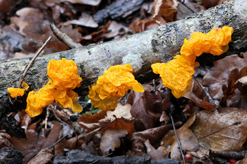 Tremella mesenterica, known as yellow brain, golden jelly fungus, yellow trembler or witches' butter, wild fungus from Finland