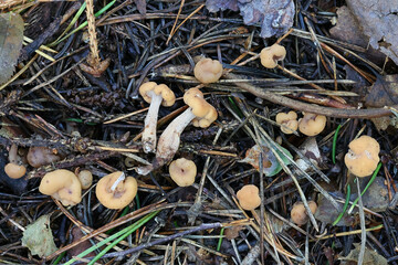 Cudonia confusa, known as  Cinnamon Jellybaby, wild fungus from Finland