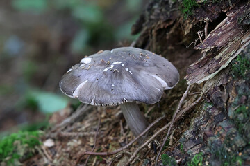 Pluteus pouzarianus, known as conifer shield, wild mushroom from Finland