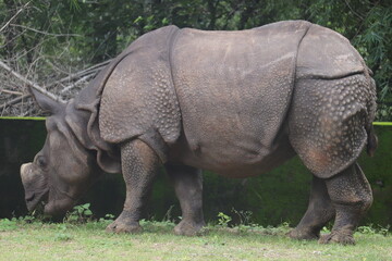Obraz premium largest black rhinoceros in India