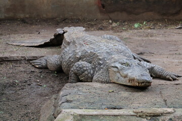  Largest Crocodile at a zoo in South India.