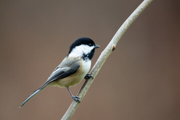 chickadee on a branch, song bird preached on a branch in winter.